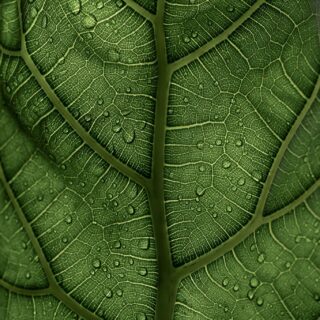 Noget i mig spænder op, før jeg overhovedet forstår hvorfor.
En krop, der mærker hurtigere, end hovedet kan følge med.
Kender du det?
Jeg kender det godt.
For mig er det dér, det starter – i kroppen.
Når noget føles forkert, for meget eller for tæt på.

I mit arbejde som psykoterapeut er kroppen altid med.
For kroppen glemmer ikke.
Den reagerer, hvor der engang var fare – også selvom det i dag måske bare er en skæv tone, et blik, en afvisning.

I mine sessioner arbejder jeg med det, der rumsterer.
Med det, du mærker, uden helt at vide hvorfor.
Og med kroppens egen måde at fortælle, hvad der er brug for.

For det kan være en helt ny måde at være i verden på, når vi ved..
… hvordan kroppen husker
… hvordan vi begynder at lytte
… hvordan forandring starter i det små
… og hvordan du ikke er alene i det, du mærker

Hvis du er nysgerrig på, hvordan en session kan se ud, er du hjertelig velkommen til at række ud. ❤

📷 Clay Banks 

#detderrumsterer #psykoterapi #kropogsind #nervesystemet #indrearbejde #kroppenhusker #regulering