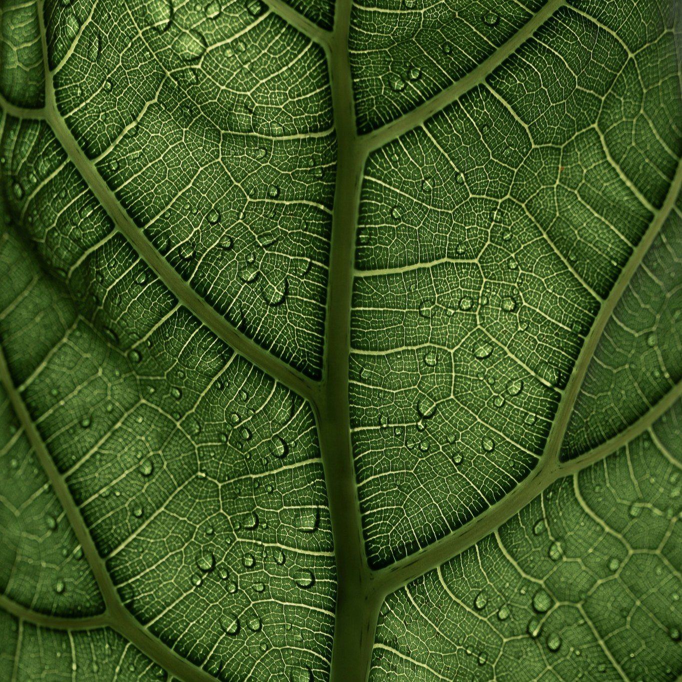 Noget i mig spænder op, før jeg overhovedet forstår hvorfor.
En krop, der mærker hurtigere, end hovedet kan følge med.
Kender du det?
Jeg kender det godt.
For mig er det dér, det starter – i kroppen.
Når noget føles forkert, for meget eller for tæt på.

I mit arbejde som psykoterapeut er kroppen altid med.
For kroppen glemmer ikke.
Den reagerer, hvor der engang var fare – også selvom det i dag måske bare er en skæv tone, et blik, en afvisning.

I mine sessioner arbejder jeg med det, der rumsterer.
Med det, du mærker, uden helt at vide hvorfor.
Og med kroppens egen måde at fortælle, hvad der er brug for.

For det kan være en helt ny måde at være i verden på, når vi ved..
… hvordan kroppen husker
… hvordan vi begynder at lytte
… hvordan forandring starter i det små
… og hvordan du ikke er alene i det, du mærker

Hvis du er nysgerrig på, hvordan en session kan se ud, er du hjertelig velkommen til at række ud. ❤

📷 Clay Banks 

#detderrumsterer #psykoterapi #kropogsind #nervesystemet #indrearbejde #kroppenhusker #regulering