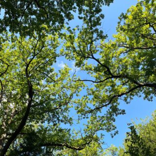 Jeg er tilbage fra ferien og tænker tilbage på en dejlig lang sommerferie med min lille familie. 🌿

Det bedste ved ferier er, at vi altid er sammen på nye måder – og denne ferie har budt på eventyr, badeture, natur, afslapning, krea, is i solen og alt det praktiske, der følger med, når man rejser med børn. Det har både været skønt, sjovt og til tider selvfølgelig også intenst.

Alle, der har været på eventyr med deres børn, ved, at tålmodigheden nogle dage bliver sat ekstra på prøve. Selv på de bedste ferier opstår der konflikter, men vi lærer noget nyt hver gang – om hinanden og os selv. Jeg er så stolt af mine børn, som er både modige og omsorgsfulde, og af min partner, som jeg elsker og beundrer. Vi er virkelig et stærkt lille hold ❤

Nu begynder hverdagen så småt igen. I dag har jeg haft samtaler, men i morgen holder vi en fridag for at gøre overgangen lidt blødere.

Sikke en rejse vi har været på – og sikke meget der stadig venter forude 🌿